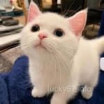 Avatar of Areeba Malik