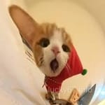 Avatar of Kamran Saeed